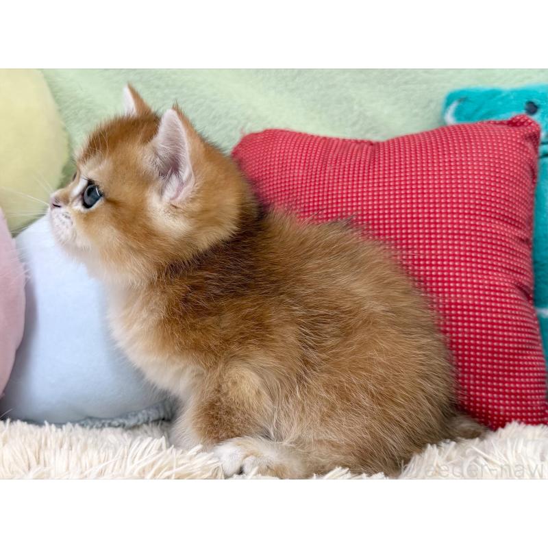 成約済の大阪府のブリティッシュショートヘア-124623の2枚目